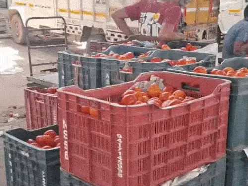 Tomato prices remain high despite increased supply across markets