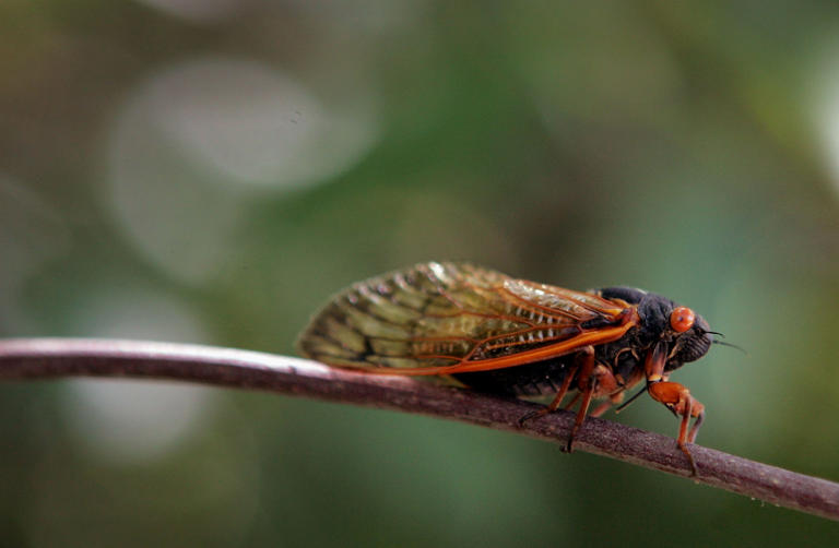 Do these buzzing bugs predict Arizona storms? What it means