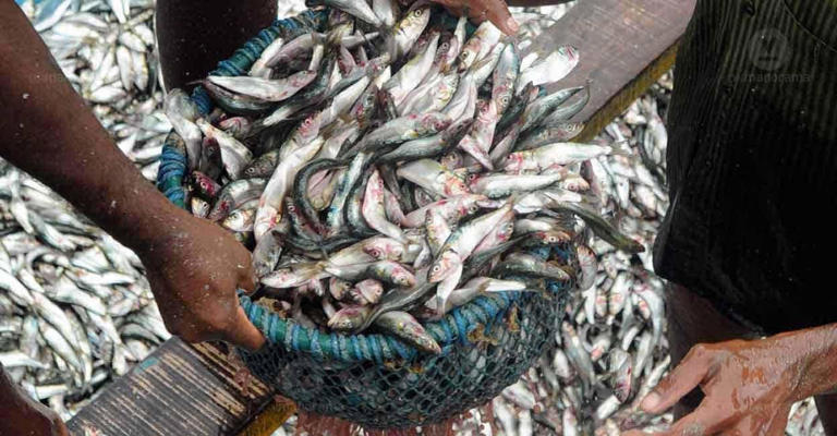 Kerala's favourite fish is finally getting bigger