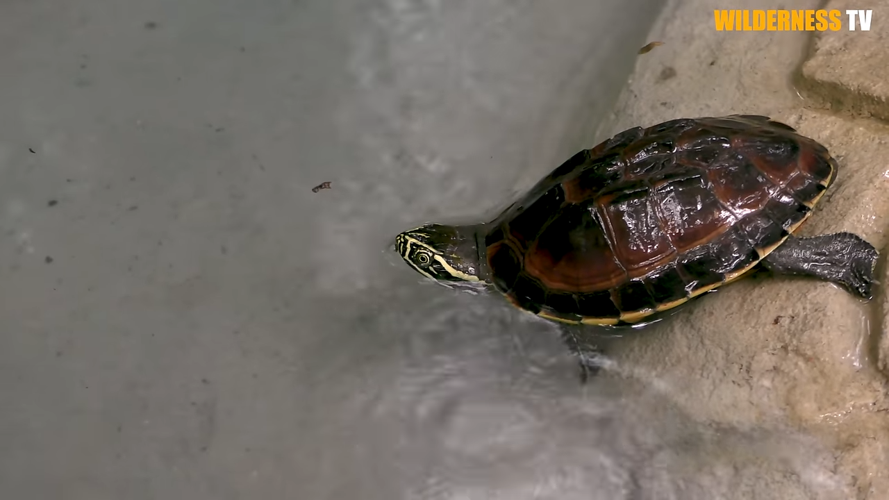 Watch poor dry stranded turtles finally find safety in a cool water home