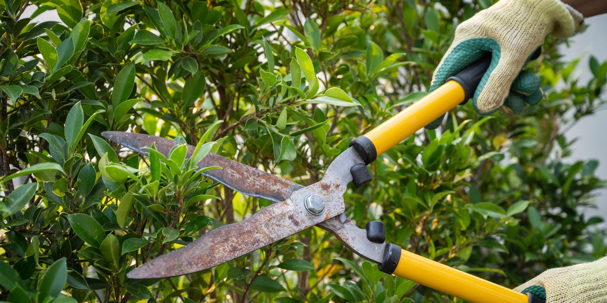 How to Prune Shrubs for a Fuller Look