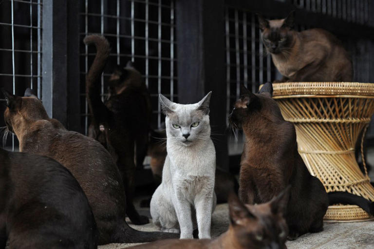 Cat health 2026: Here are the 20 most and least healthy breeds of ...