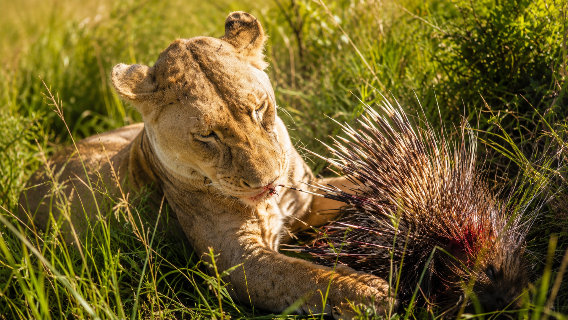 A lioness hunted prey most predators avoid