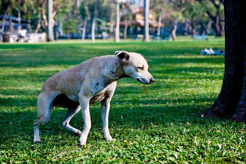 Dogs rarely complain - that's why these 10 warning signs matter so much 3