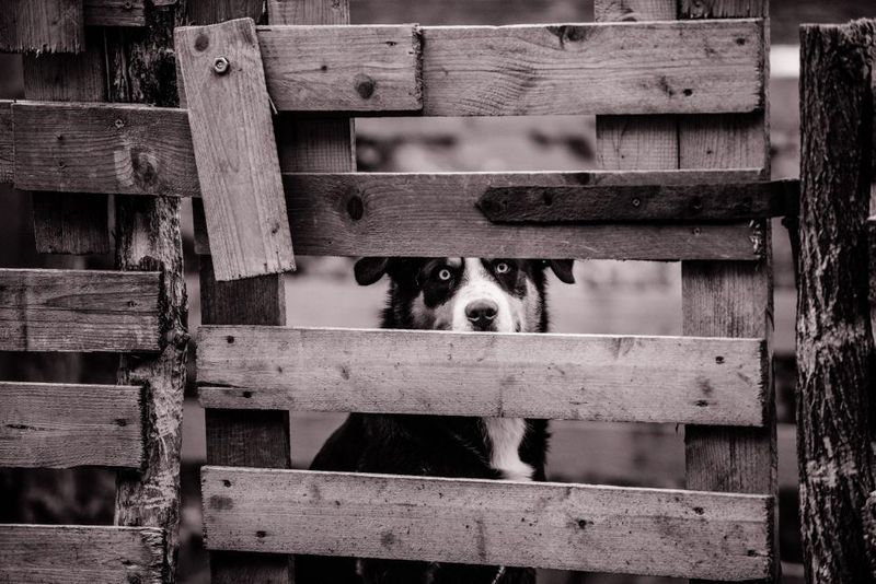 Dogs rarely complain - that's why these 10 warning signs matter so much 5