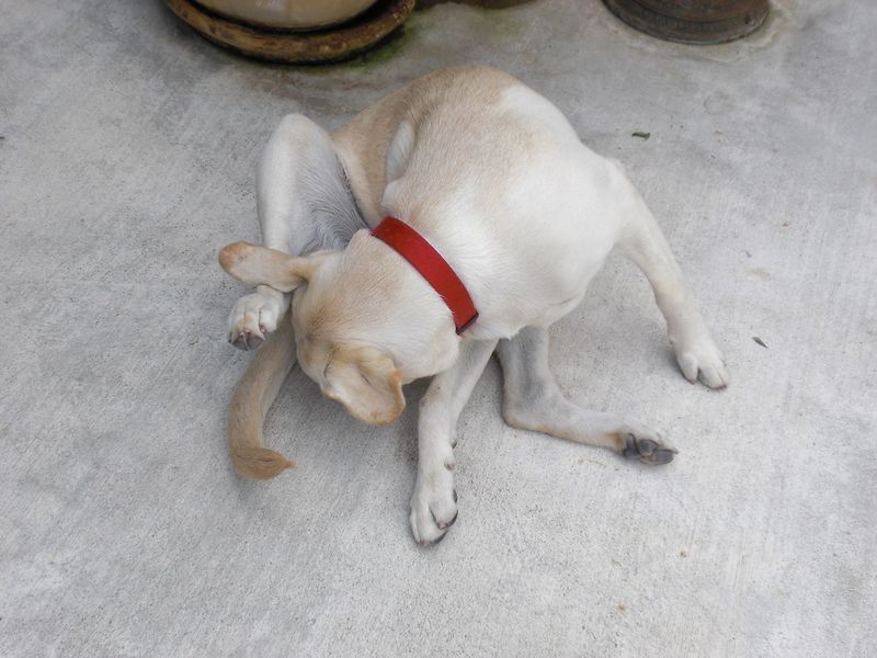 Dogs rarely complain - that's why these 10 warning signs matter so much 6