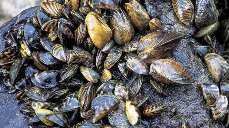 TPWD confirms established population of invasive zebra mussels in Lake ...
