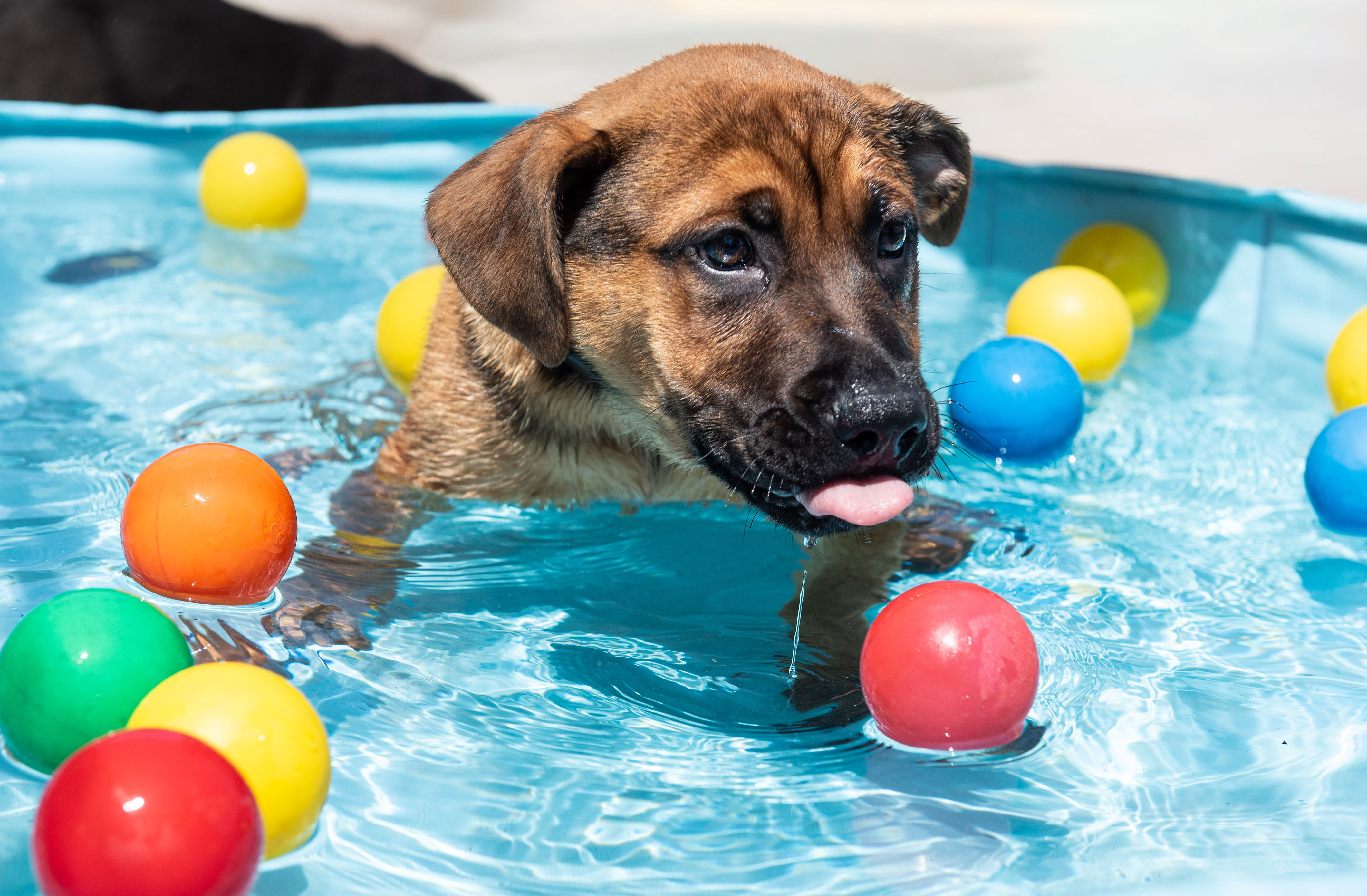 Adorable puppies Barney and Rubble splash around in Homeless Hounds ...