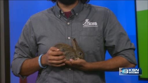 Foxy and several other rabbits up for adoption at the Kansas Humane Society