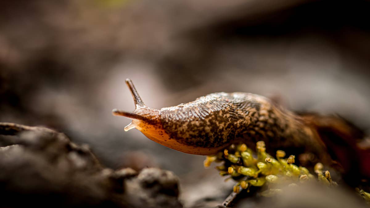 4 expert-approved plants that keep slugs out of your garden