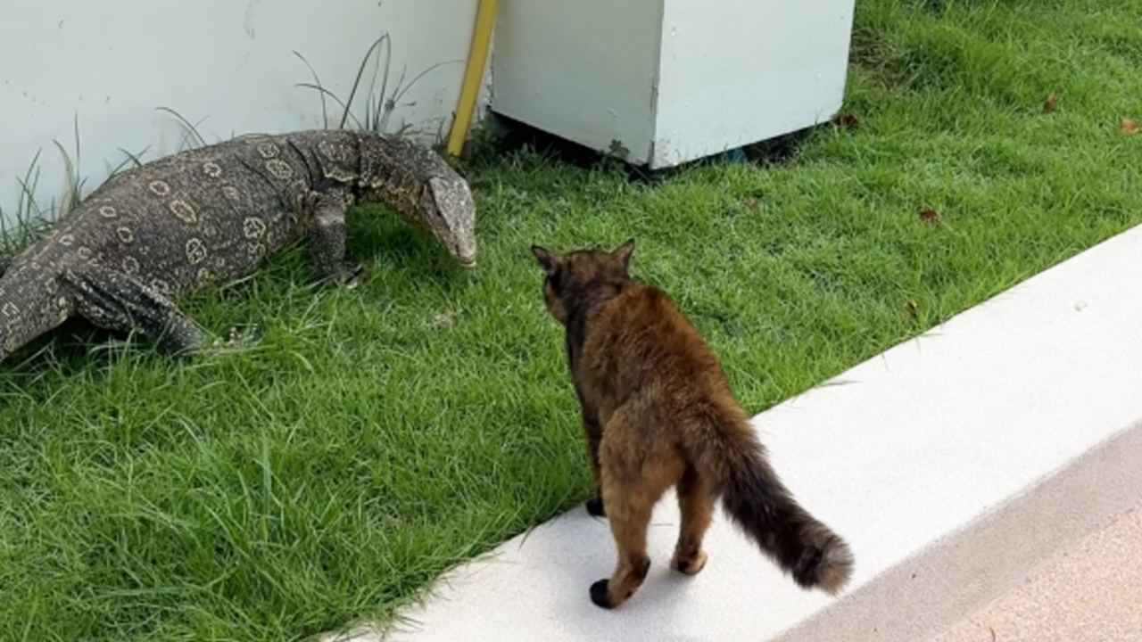 Cat meets monitor lizard warning
