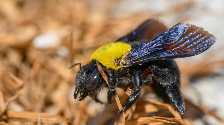 There's an eco-friendly way to keep carpenter bees from destroying your ...