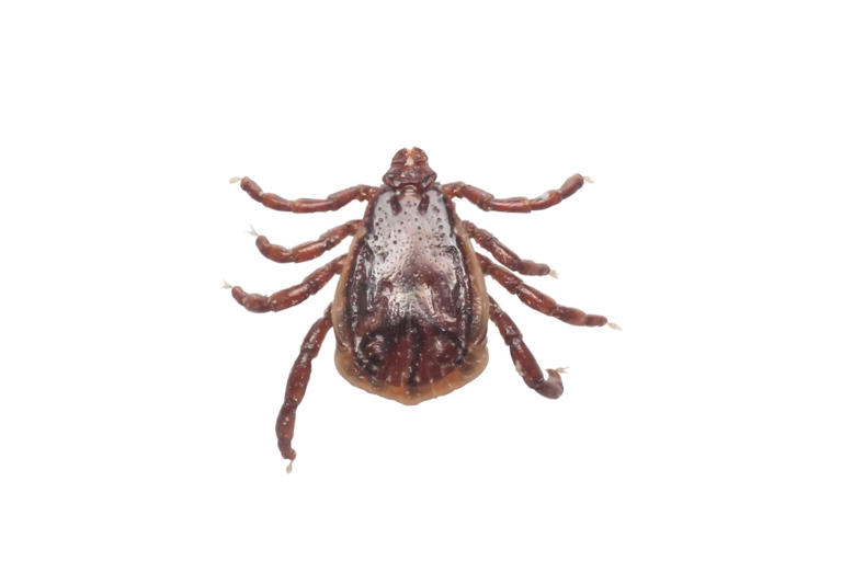 Tick or bed bug? That tiny pest in your home might not be what you ...