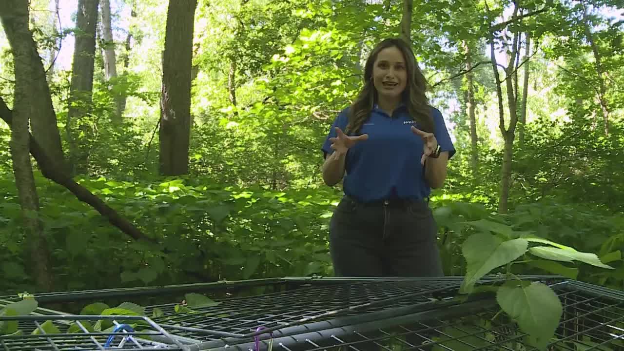 Cincinnati Zoo and wildlife officials release box turtles back into the ...