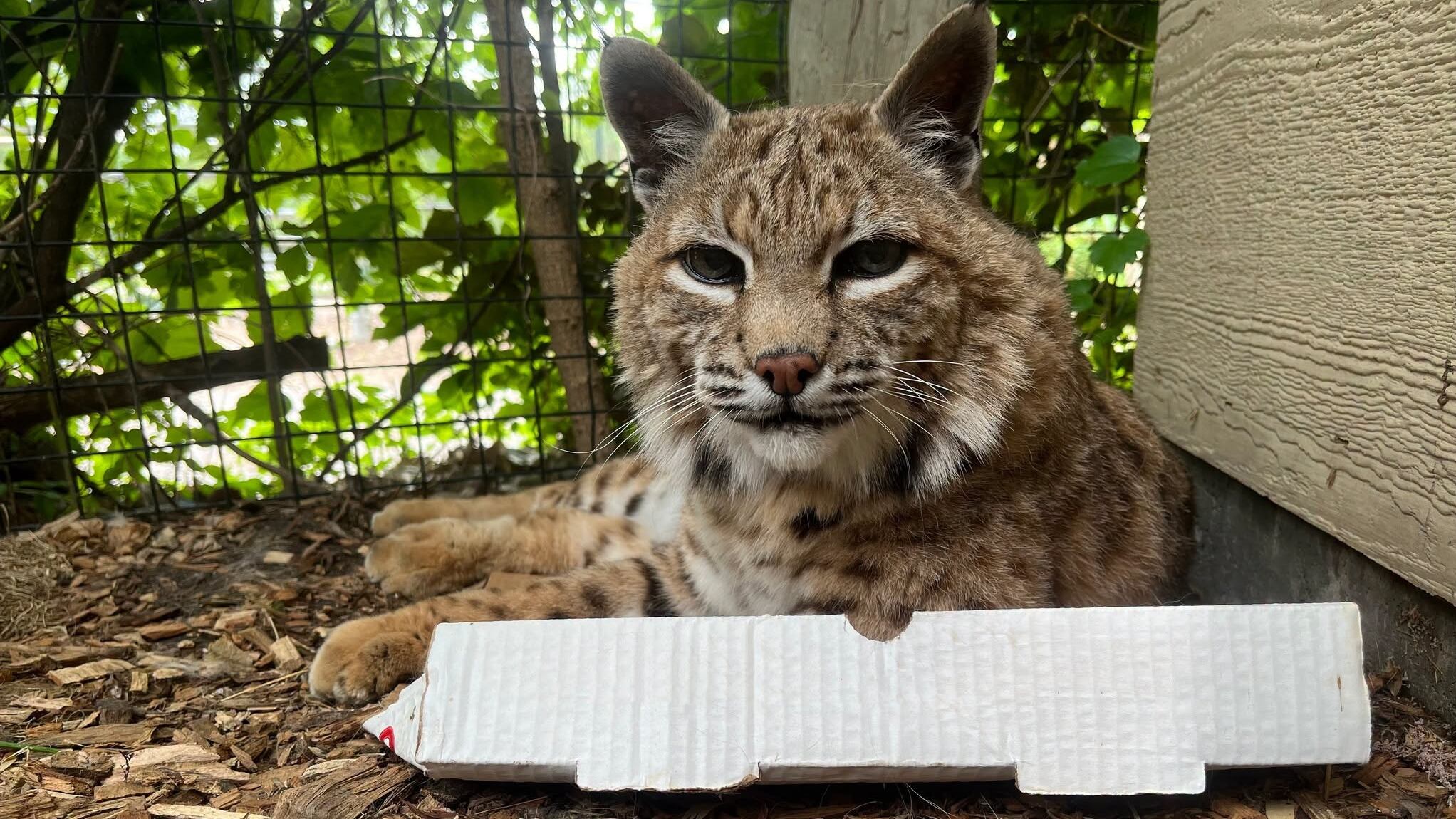 Lincoln Children’s Zoo mourns death of Zeus, oldest bobcat in AZA ...