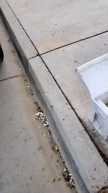 Massive bee colony pulled from street meter box