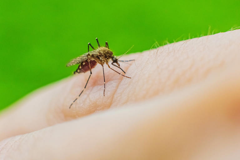Florida battles its largest dengue outbreak in decades as cases surge ...