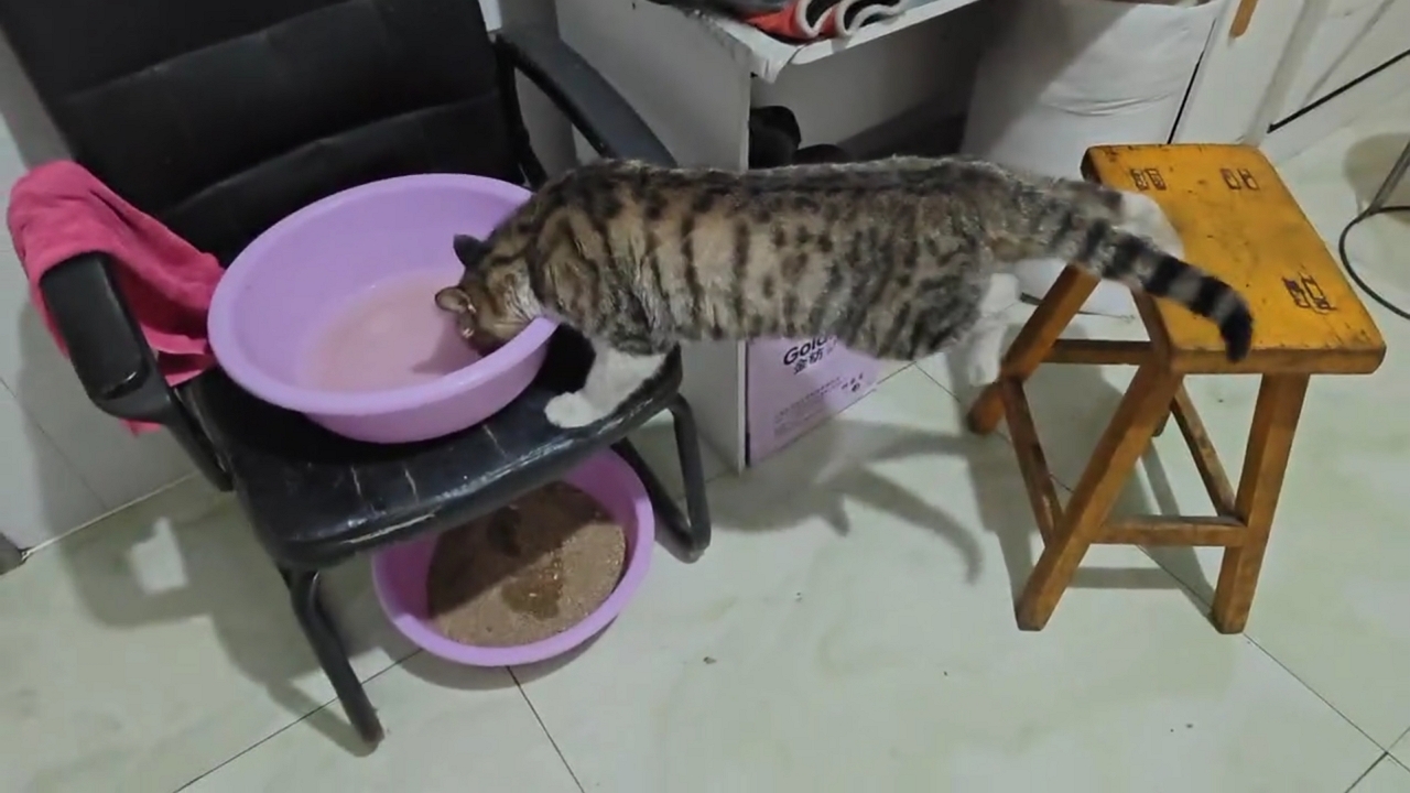 Tabby cat’s hilarious furniture balancing act