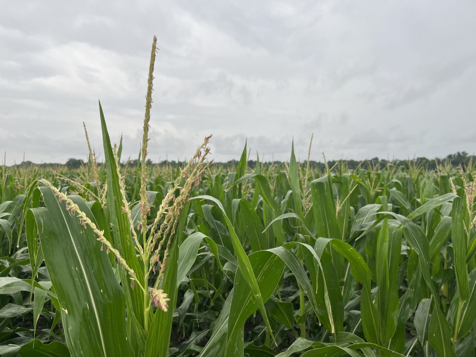 Heavy rains help Kansas crops but pose risks as harvest approaches