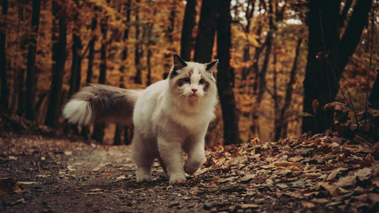 Road tripping with a cat? The only 4 litter box hacks you need to know