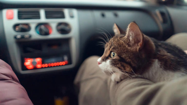 Road tripping with a cat? The only 4 litter box hacks you need to know