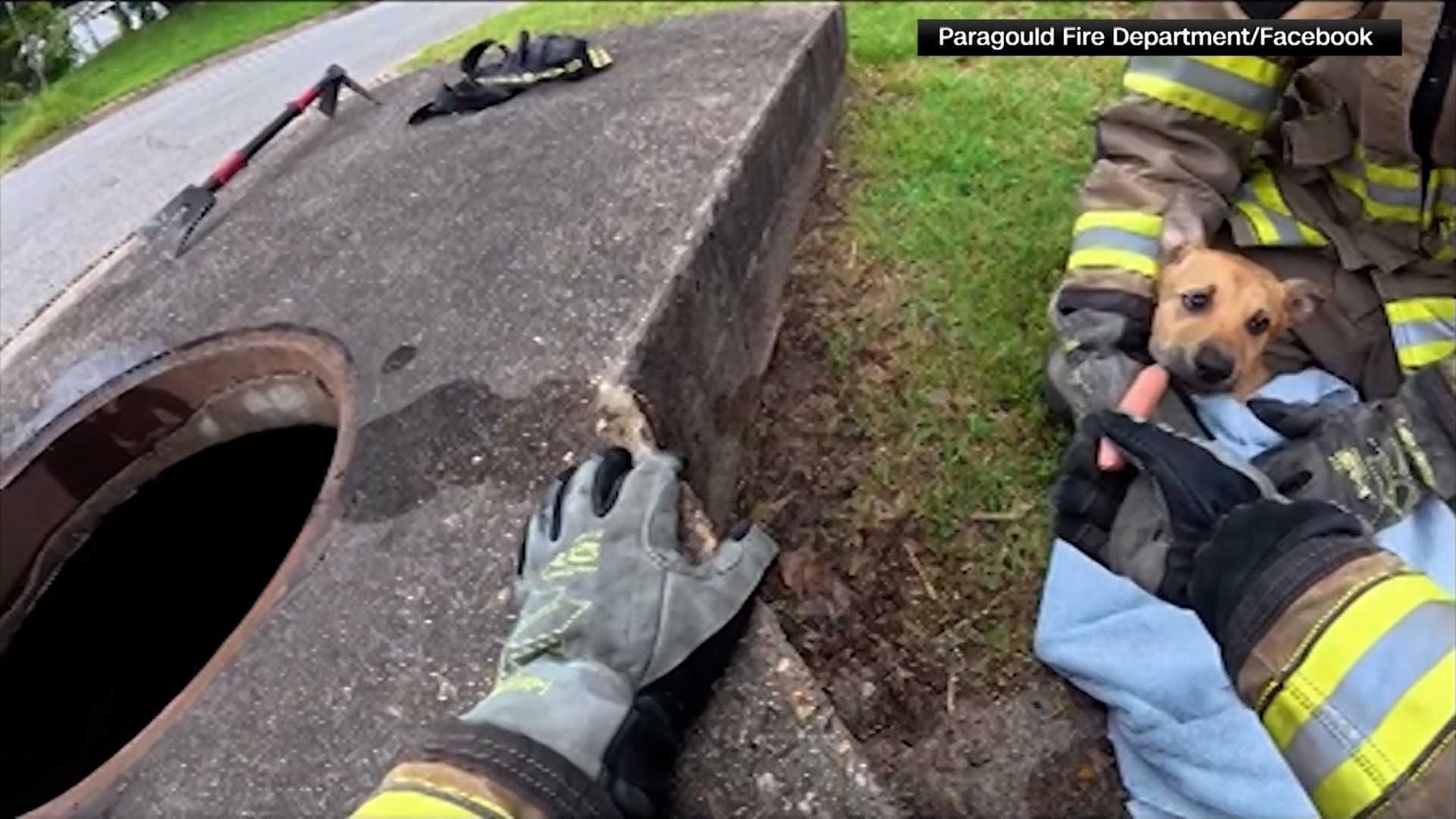 Watch: Stray puppy rescued from storm drain after firefighters lure it ...