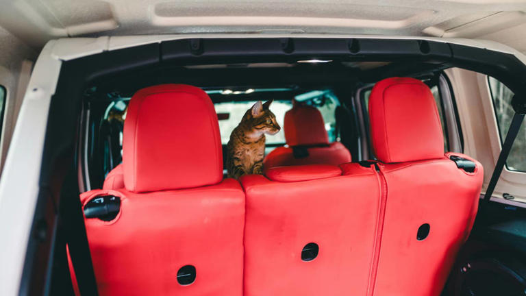 Road tripping with a cat? The only 4 litter box hacks you need to know