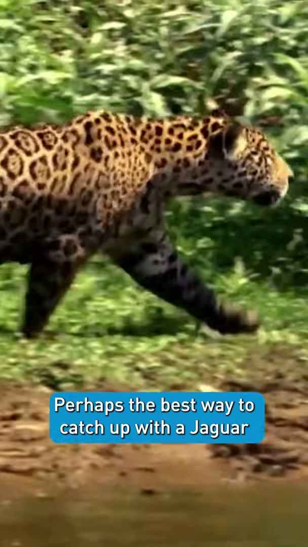 South America's jaguar - In search of food