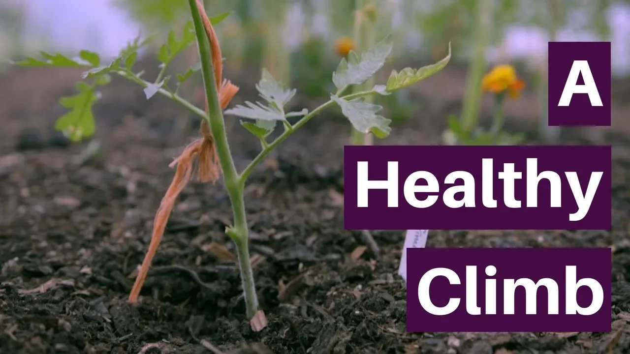 String under roots at planting, an easy support method for tall growth ...