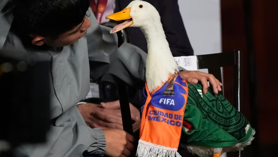 Vịt 'tiên tri' ở thủ đô Mexico City bị FIFA cấm vào sân xem World Cup