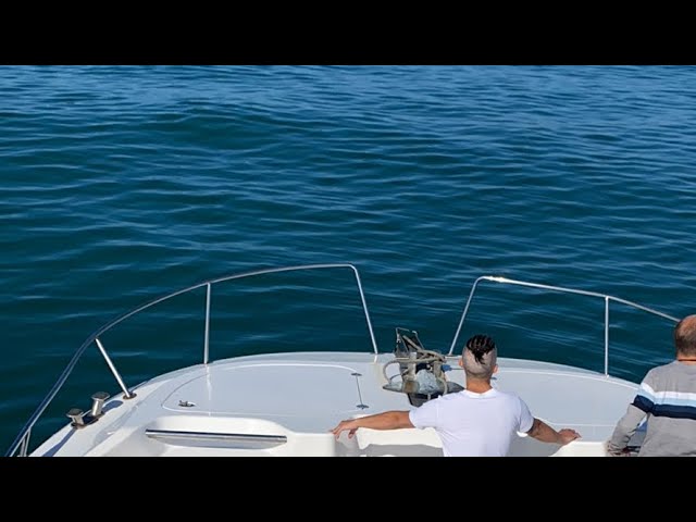 where-did-the-great-white-sharks-go-live-cage-diving-update-from