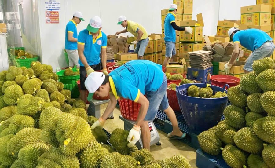 Ngăn chặn mua bán mã số vùng trồng ở Lâm Đồng