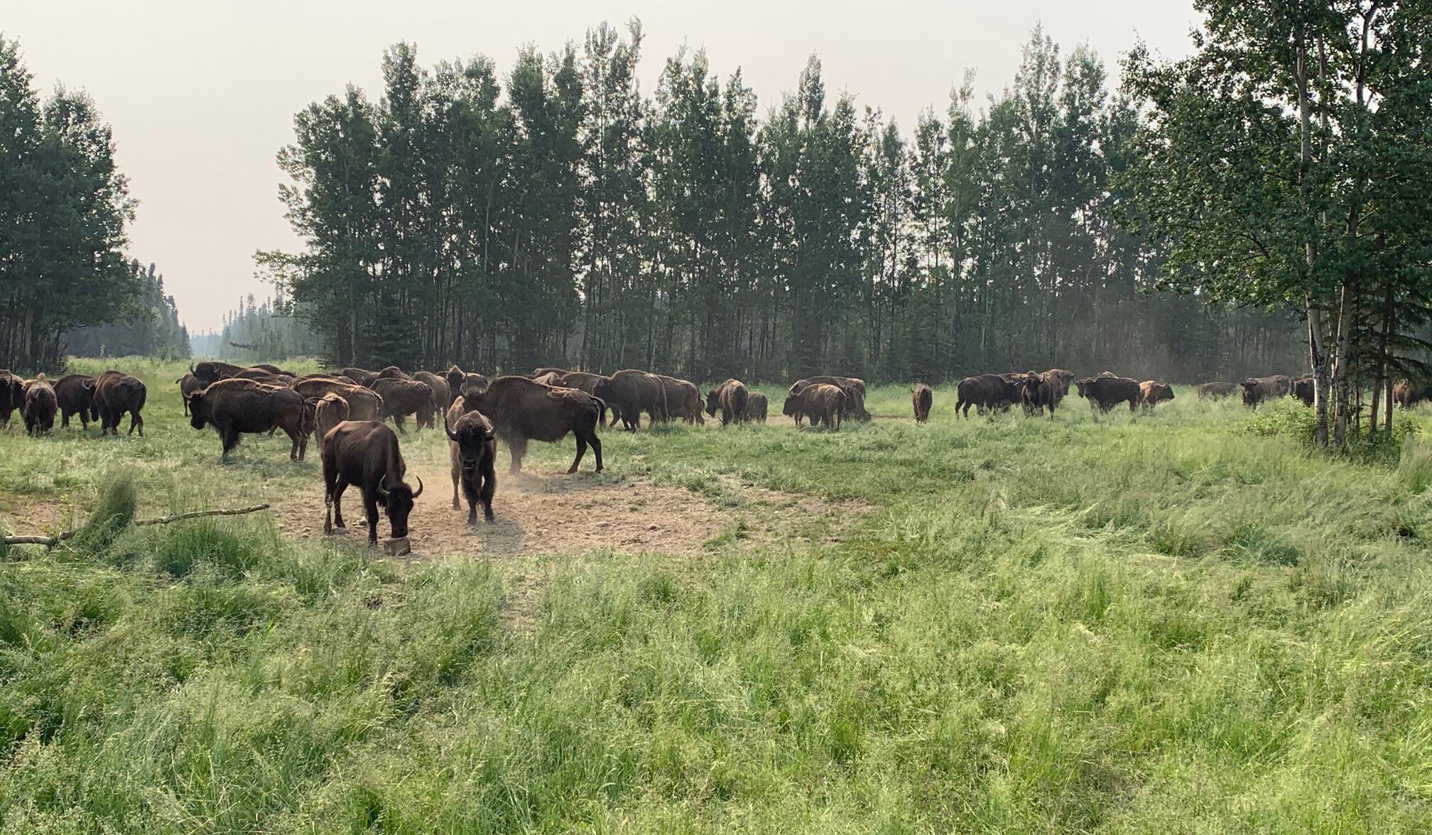 Fish and Game plans to expand habitat for Delta Junction Bison Range