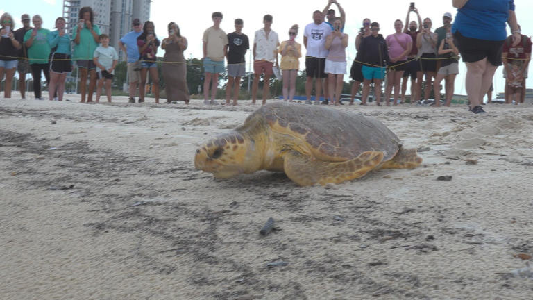 Mississippi Aquarium releases two turtles back into the water ...