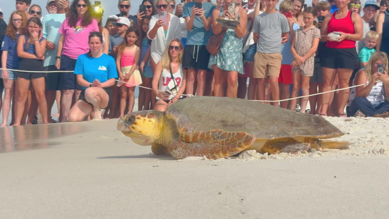 Sea turtle homecoming: Three rehabilitated turtles released at Inlet Beach