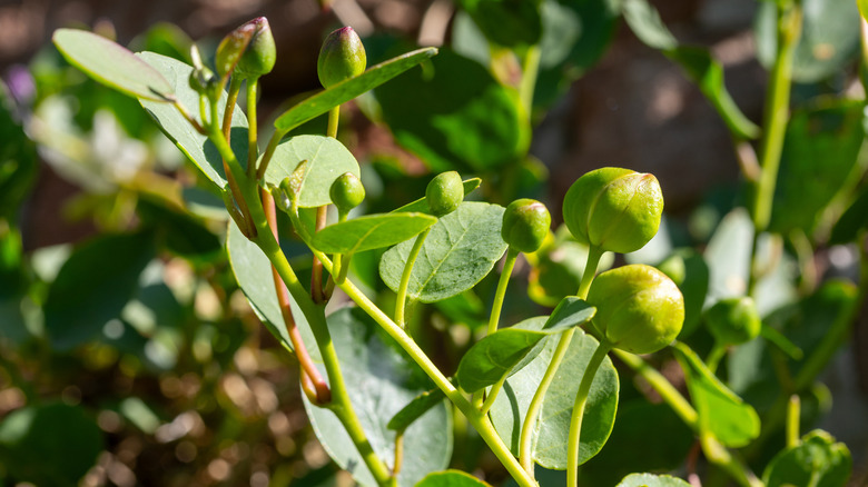 What are capers? The bold ingredient turning boring meals into flavor gold