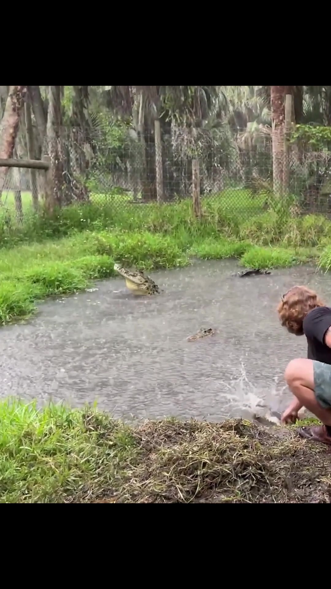 Feeding a crocodile up close