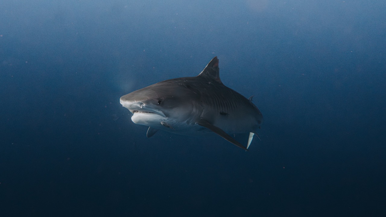 A bull shark critically injured a Navy worker off a Florida Panhandle base