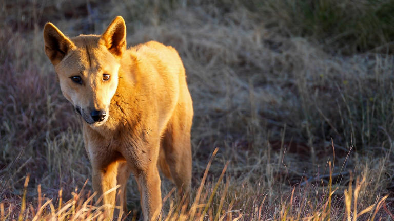 Wheatbelt farmers warn dingoes will wreak havoc on sheep after dog ...