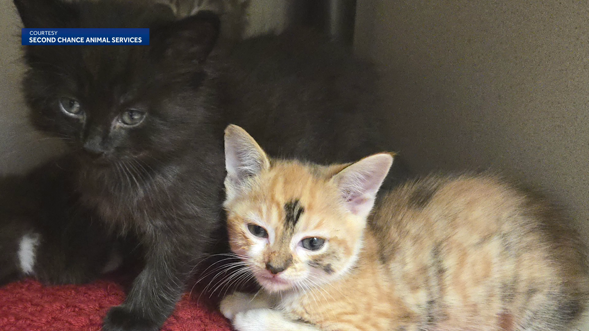 Shelter seeks foster families for 16 cats, kittens rescued from Mass. home