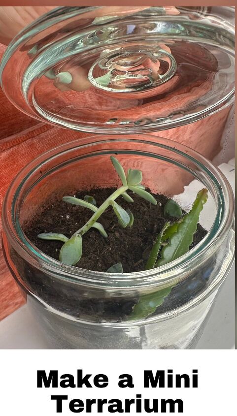 Make a tiny terrarium