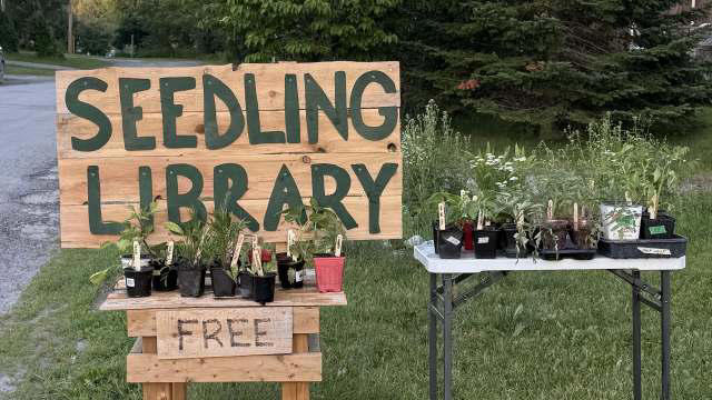Gardener opens free seedling library and gives out 450 plants in first ...