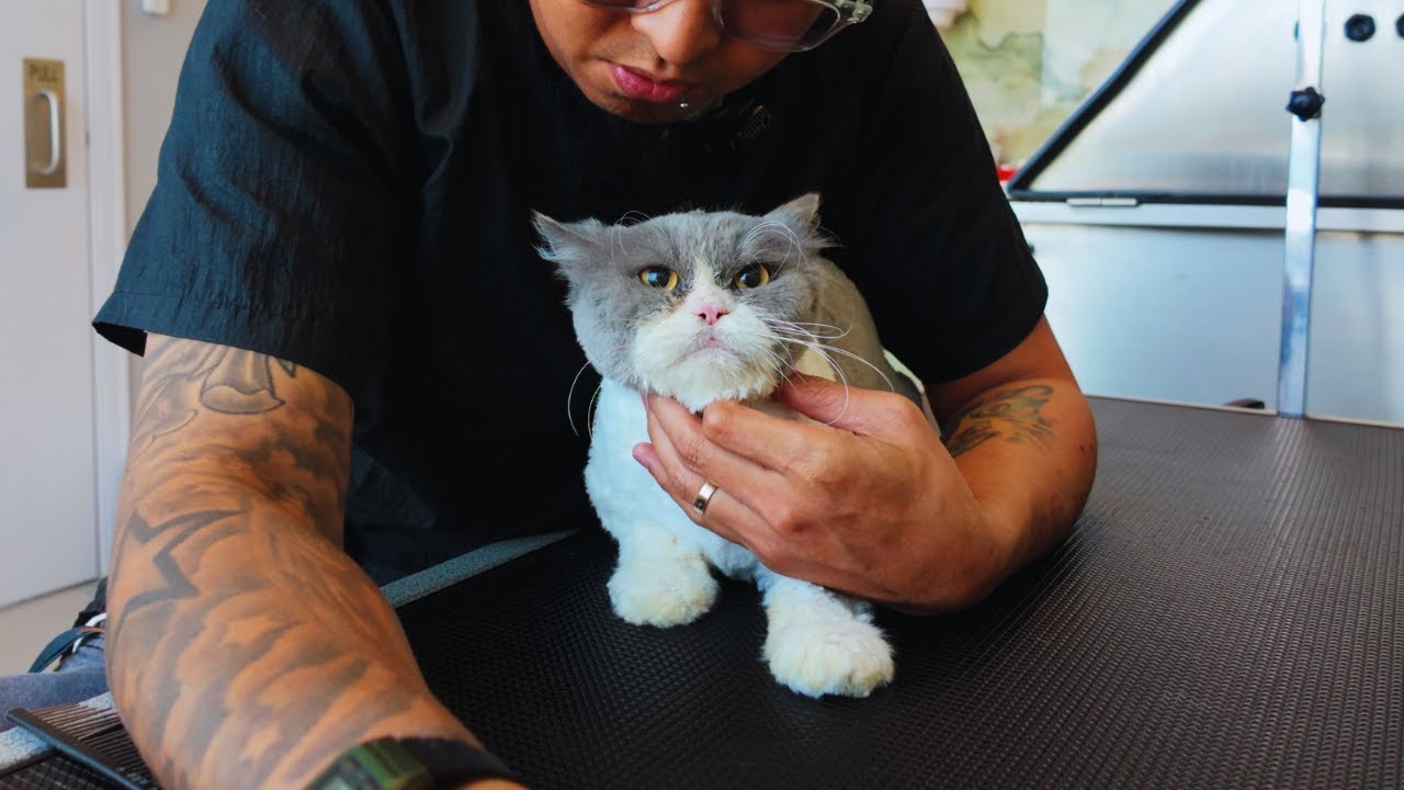 Thomas’ grooming and care session