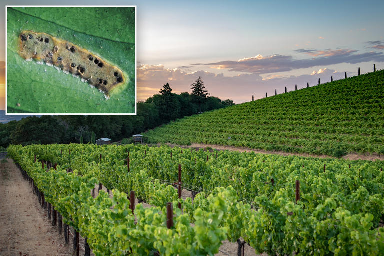 California winemakers brace for disaster after devastating invasive ...