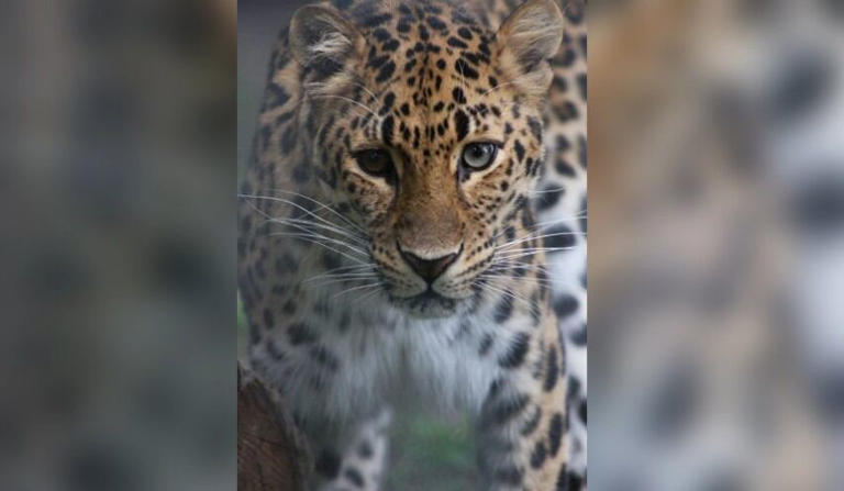 Roosevelt Park Zoo says goodbye to Amur leopard, Clover