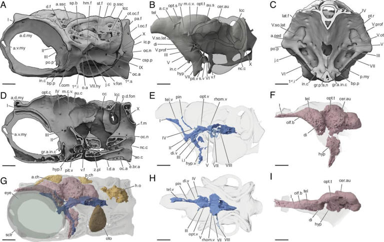 Scientists uncover a 300-million-year-old fish with its brain still intact