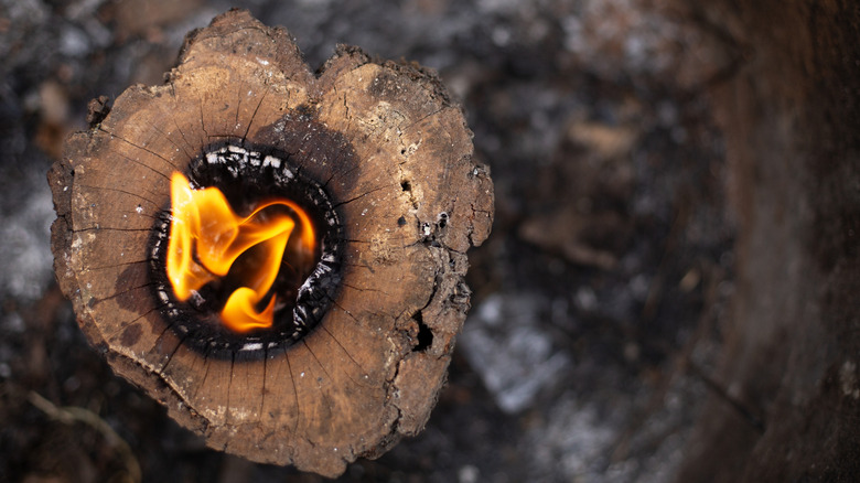 Is burning a tree stump a good idea?