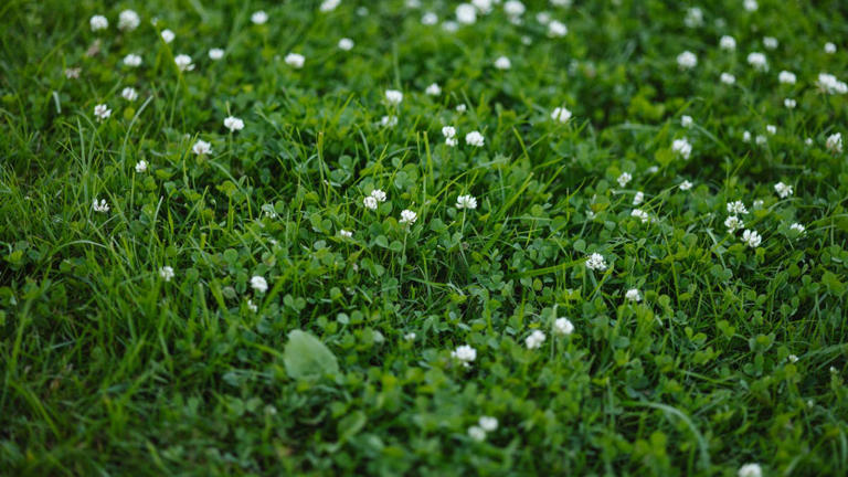 most-homeowners-treat-clover-the-wrong-way-here-s-what-lawn-pros-recommend