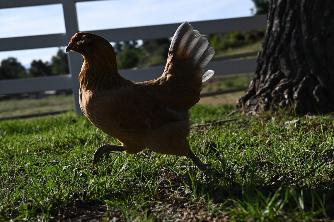 A chicken roams on a farm where they are raised as part of the "Rent The Chicken" service in Agua Dulce, California
