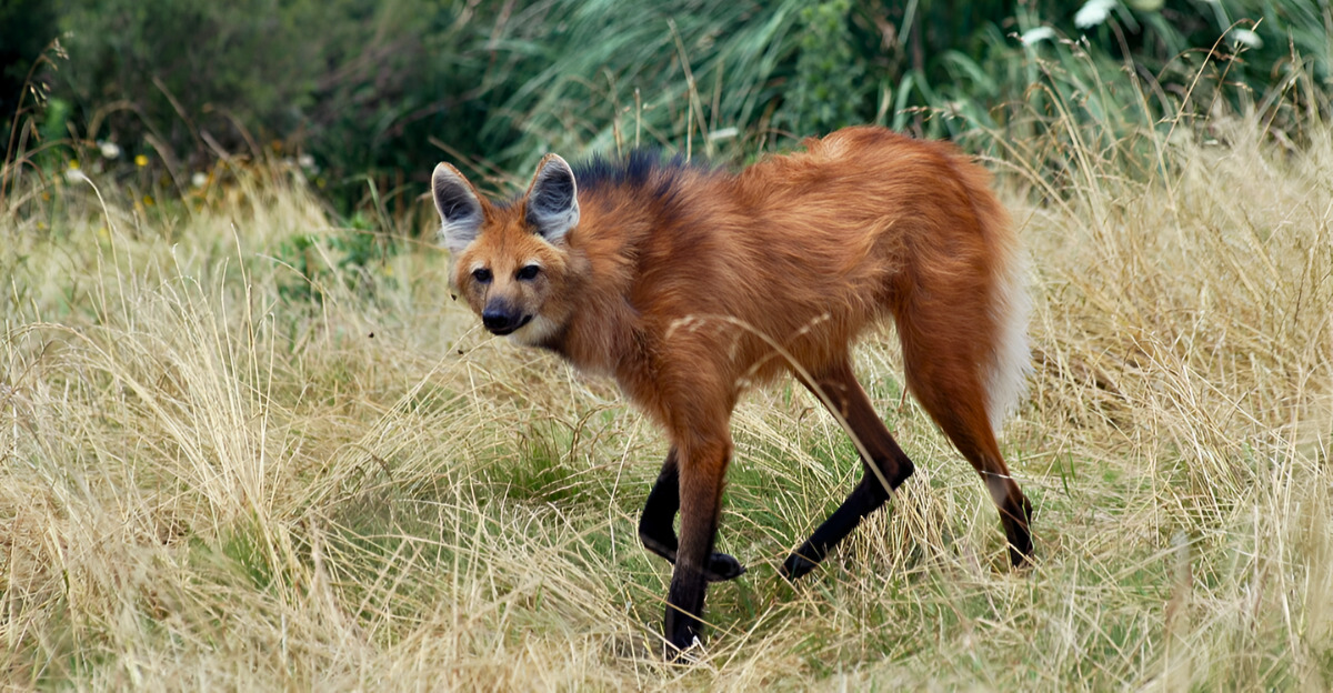 meet-19-animals-from-native-american-legends-and-their-symbolic-meanings